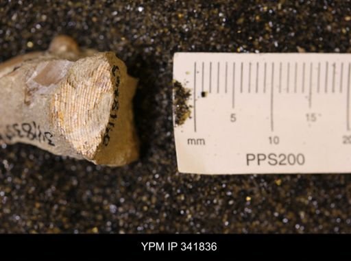 undet. Scaphitidae
