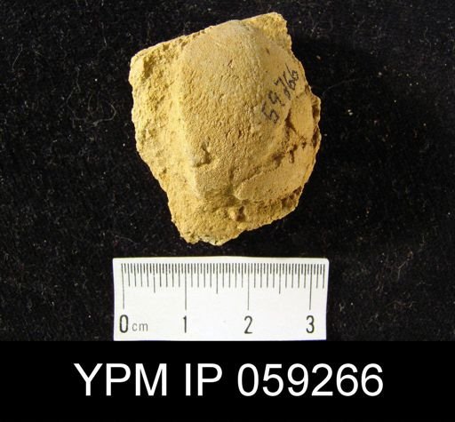 Beachia suessana