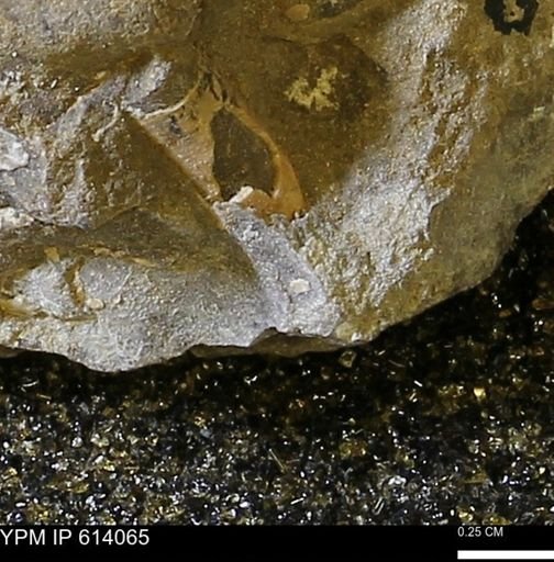 undet. Scaphopoda