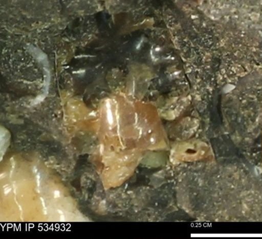 undet. Ammonoidea