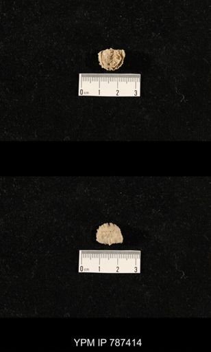 undet. Brachiopoda