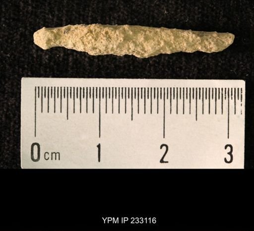 Archaeocidaris sp.