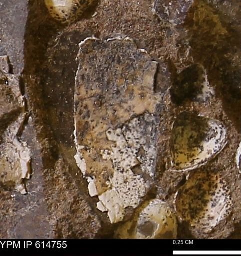 undet. Bivalvia