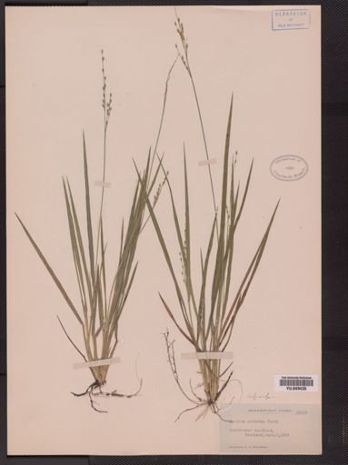 Panicum strictum