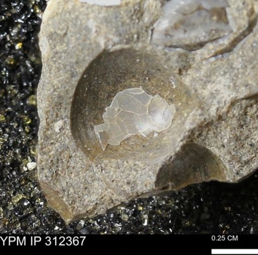 Protocardia subquadrata