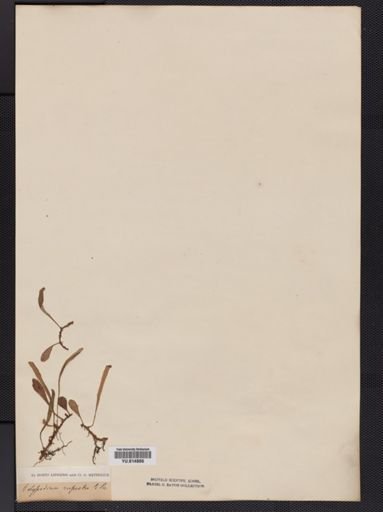 Cyclophorus