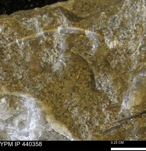 undet. Bivalvia
