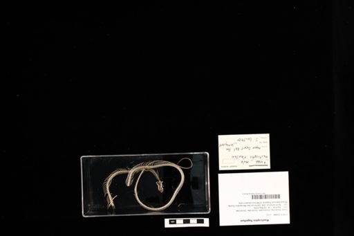 Masticophis flagellum