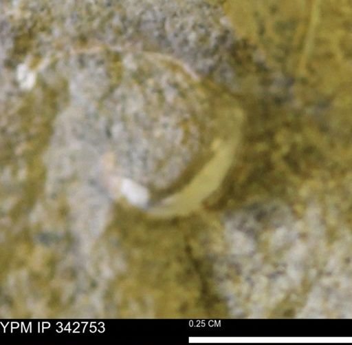 undet. Bivalvia