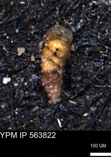 Verneuilinoides kansasensis