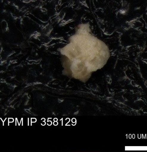 undet. Foraminiferida