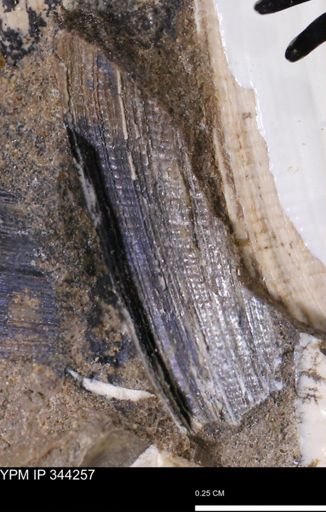 Limopsis striatopunctatus