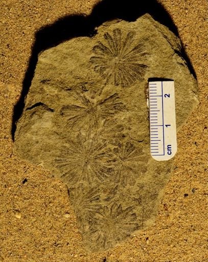 Annularia sp.