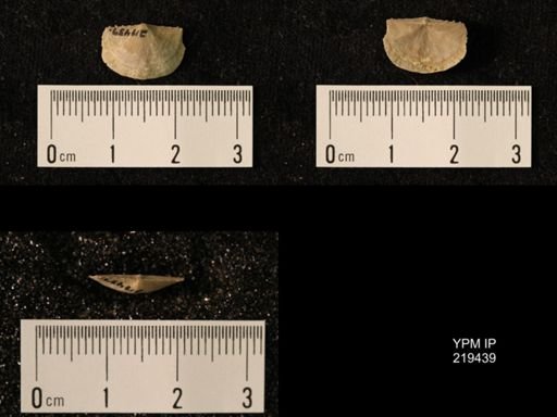 Chonetes granulifer