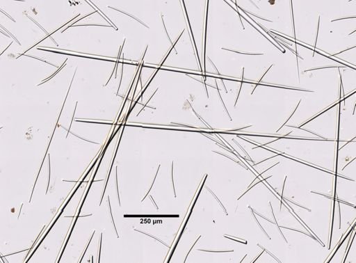Polymastia boletiformis