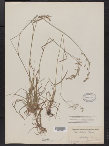 Poa languida
