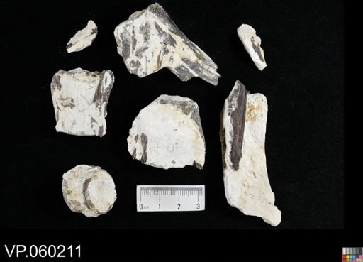 undet. Actinopterygii