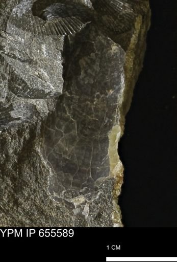 undet. Bivalvia