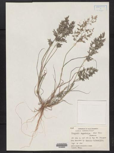 Eragrostis cilianensis
