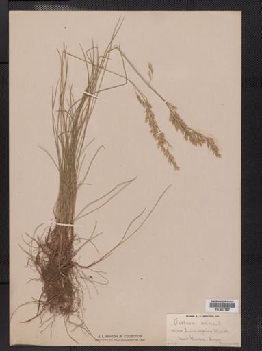 Festuca ovina