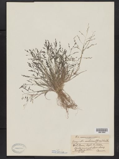 Eragrostis pilosa