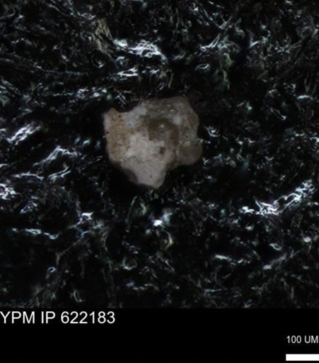 undet. Foraminiferida