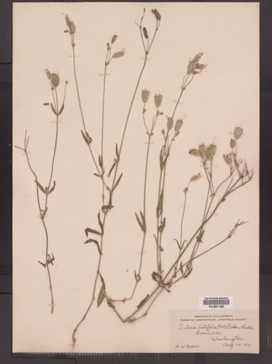Silene cucubalus