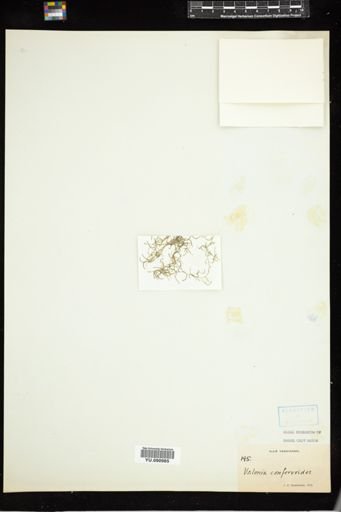 Valonia confervoides