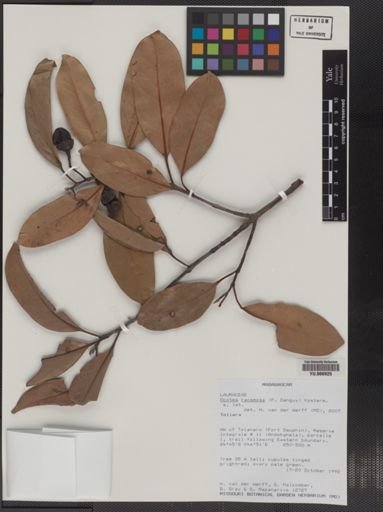 Plantae