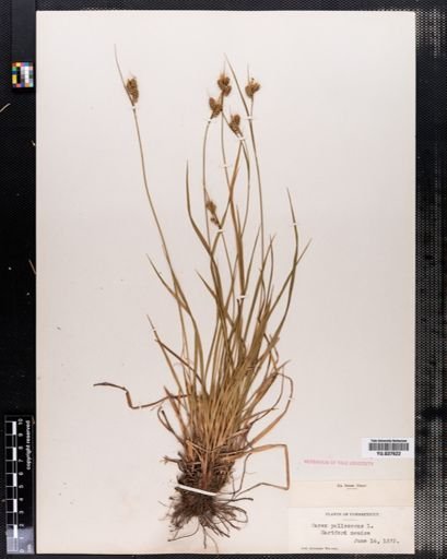 Carex pallescens