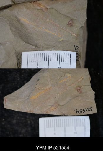 undet. Graptolithina