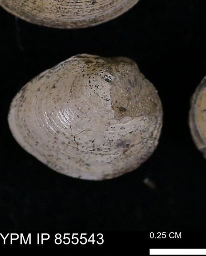 Limopsis striatopunctatus