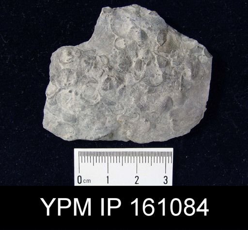 Dalmanella testudinaria