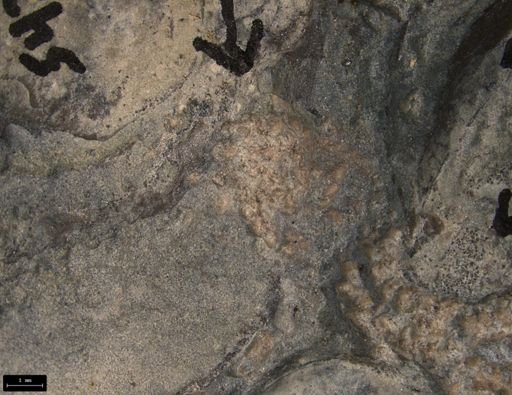 Aplocoma damesii