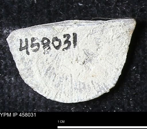 Strophodonta sp.