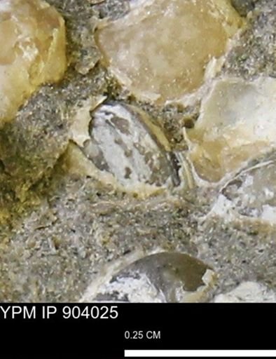 Corbulamella?