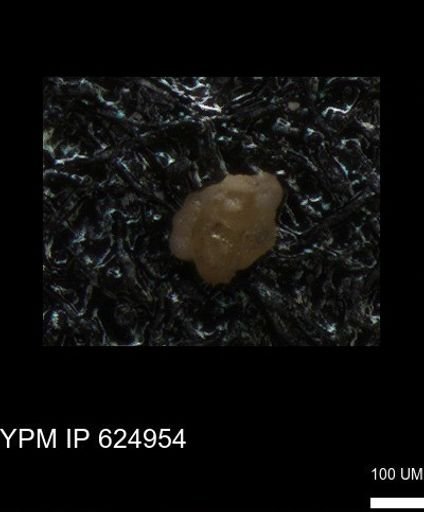 undet. Foraminiferida