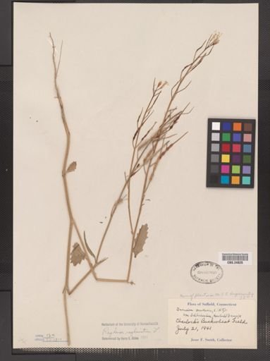 Raphanus raphanistrum