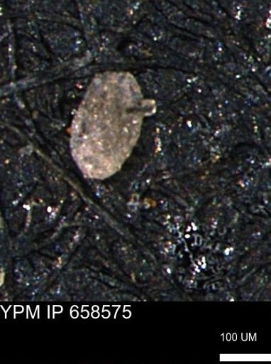 Miliammina sp.
