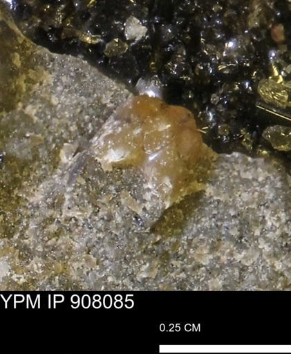 undet. Scaphitidae
