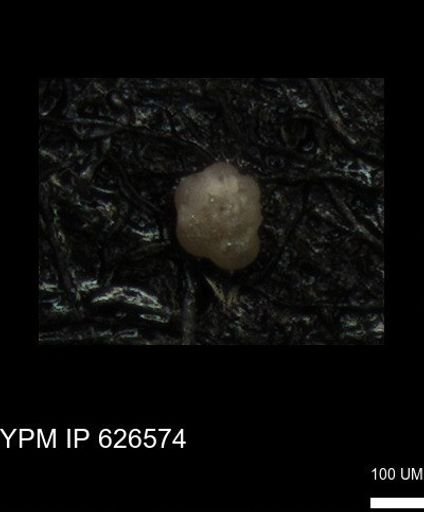 undet. Foraminiferida