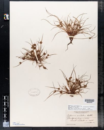 Cyperus squarrosus