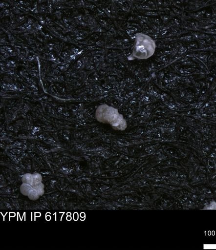 undet. Foraminiferida