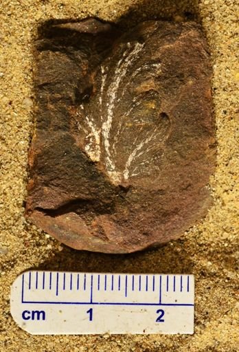 Aphlebia