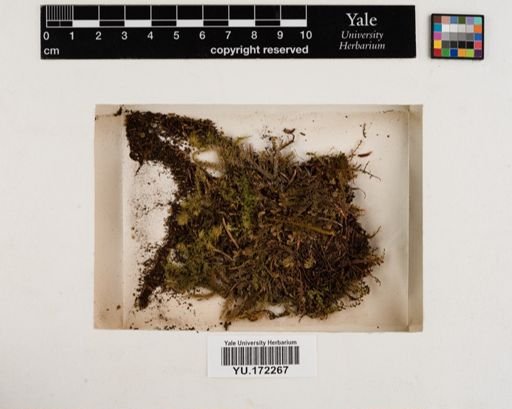Plantae