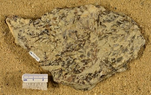 Triphyllopteris rarinervis