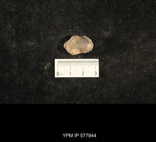 Crania modesta