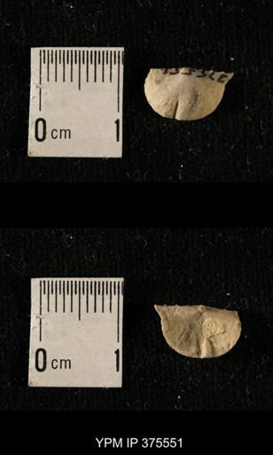 Chonetes granulifer