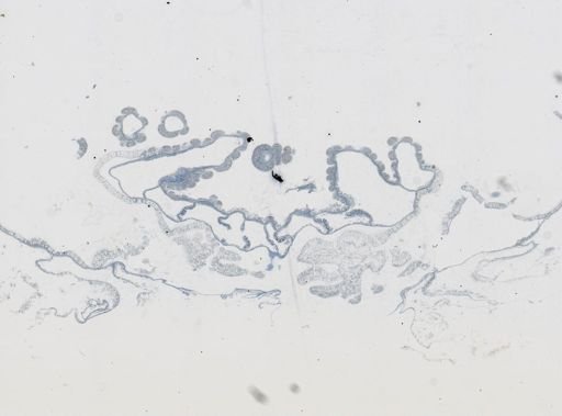 Astrangia poculata
