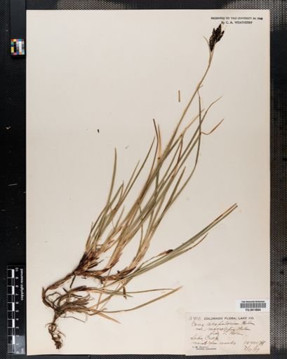 Carex